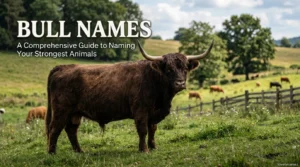 Bull Names